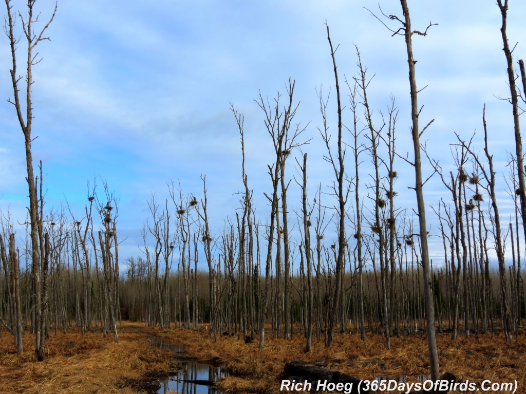 100-Birds-365-Great-Blue-Heron-Rookery-6-HDR