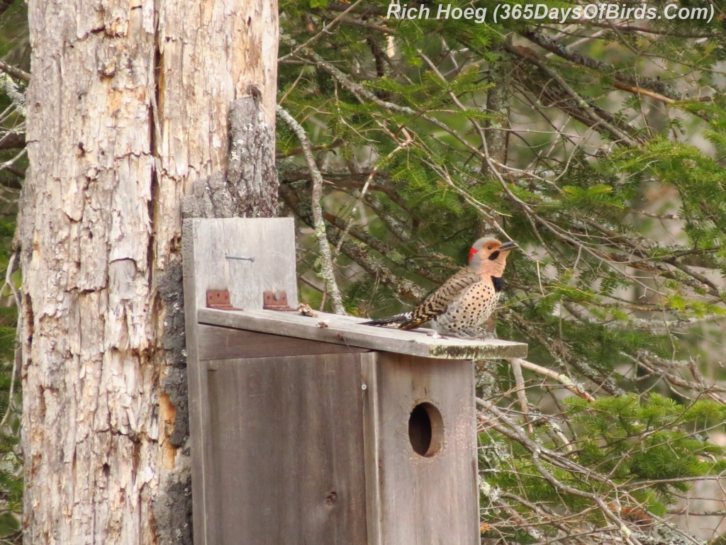 100-Birds-365-Red-Shafted-Flickers-1