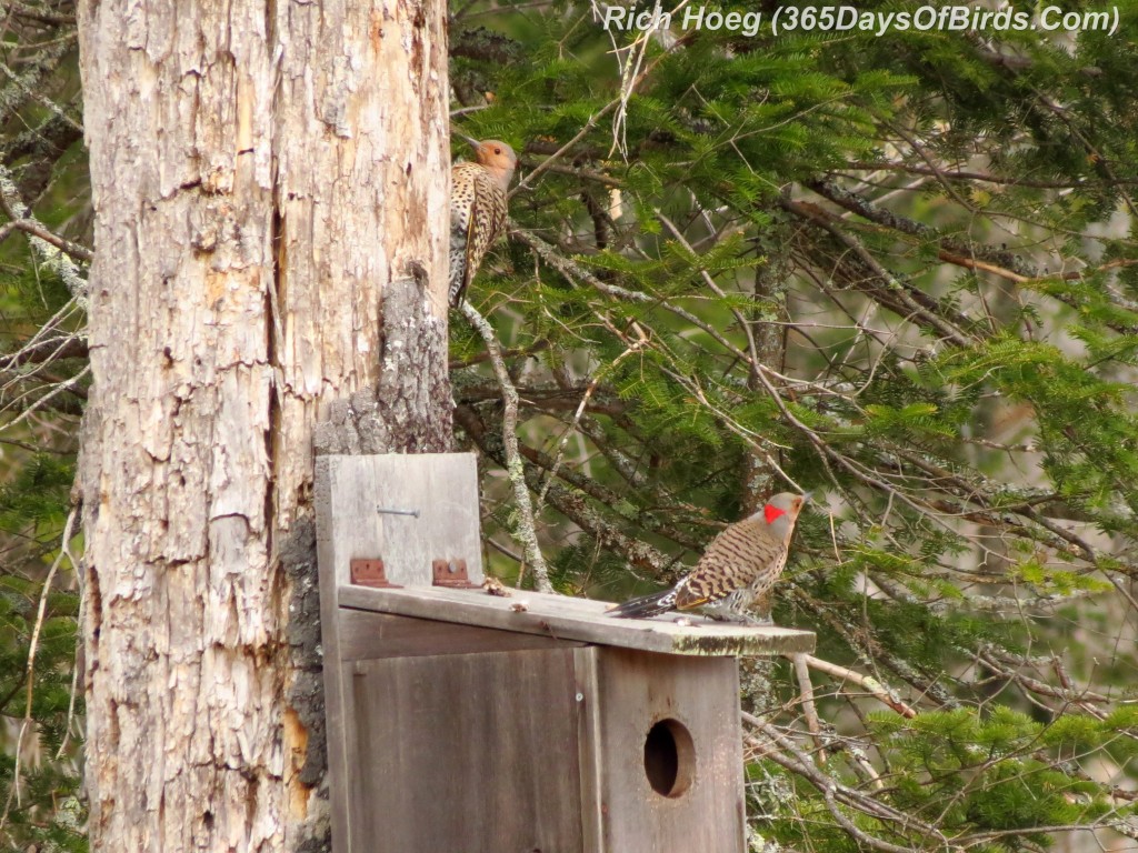 100-Birds-365-Red-Shafted-Flickers-2
