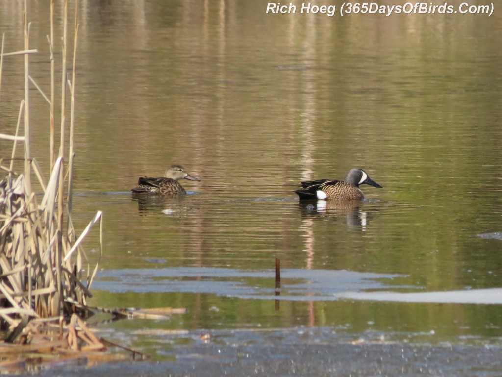 101-Birds-365-Blue-Winged-Teal-Couple