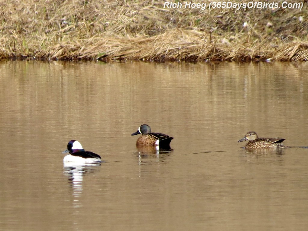 101-Birds-365-Blue-Winged-Teals-and-Bufflehead