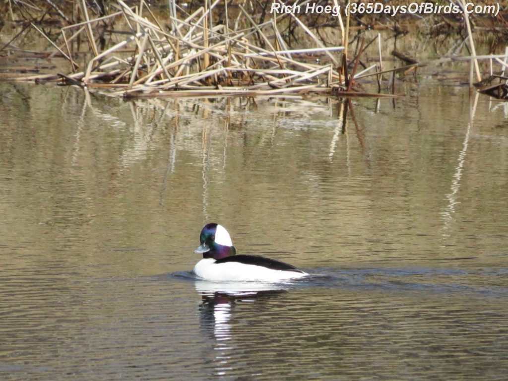 101-Birds-365-Bufflehead-Morning