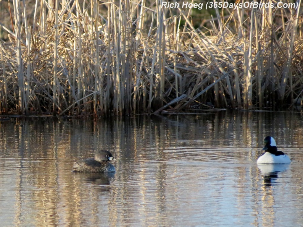 101-Birds-365-Pied-Billed-Grebe-and-Bufflehead