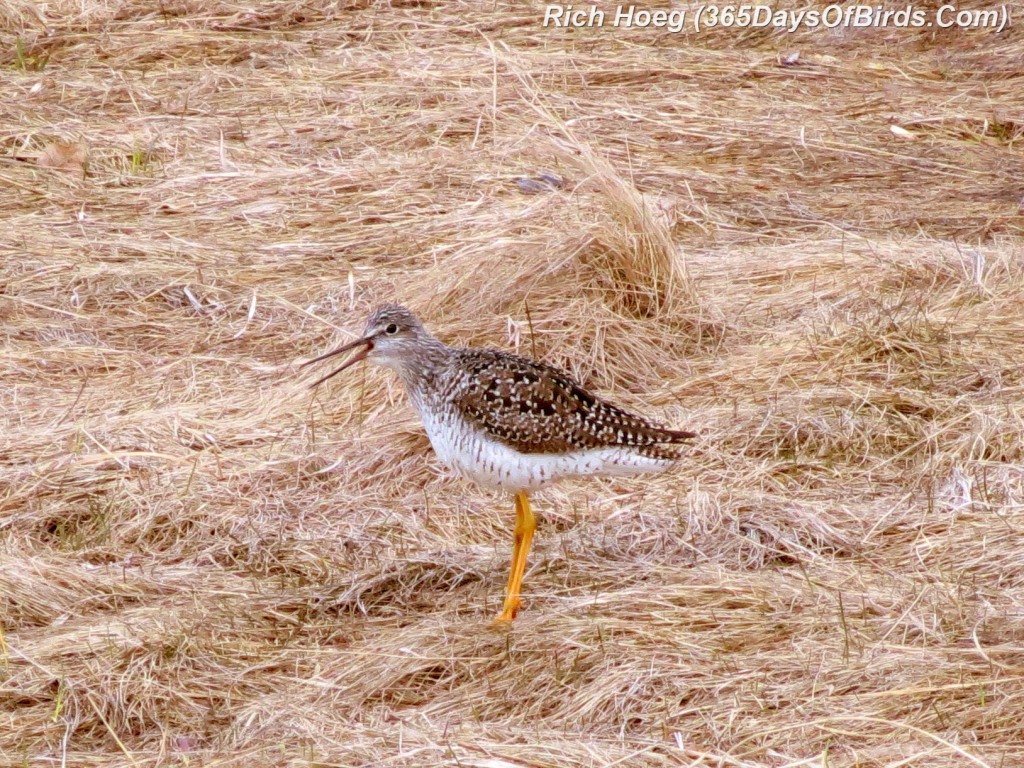 101-Birds-365-Wilsons-Snipe-Calling