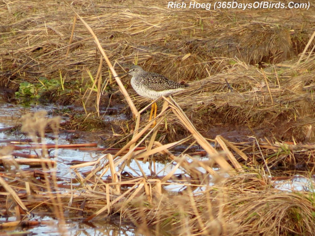 101-Birds-365-Wilsons-Snipe-Pond