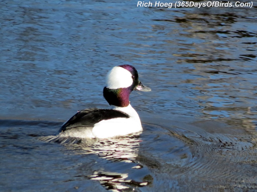 102-Birds-365-Bufflehead-Close-Up