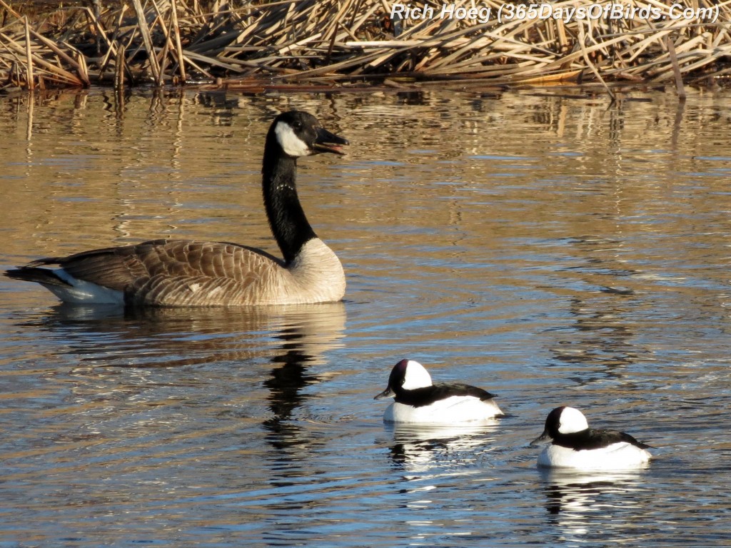 102-Birds-365-Goose-Squacking-At-Buffleheads