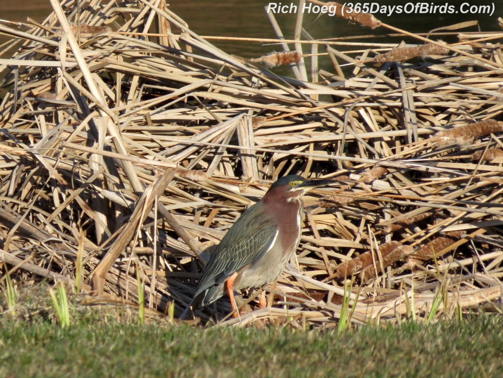 102-Birds-365-Green-Heron-1