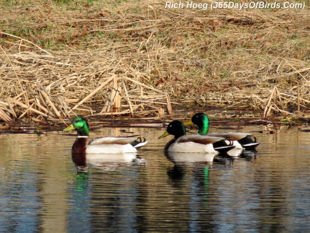 102-Birds-365-Mallards-Times-Three