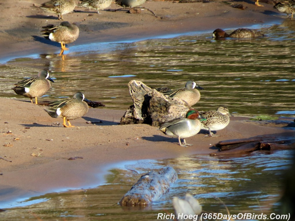 103-Birds-365-Green-Winged-Teals-Resting-1