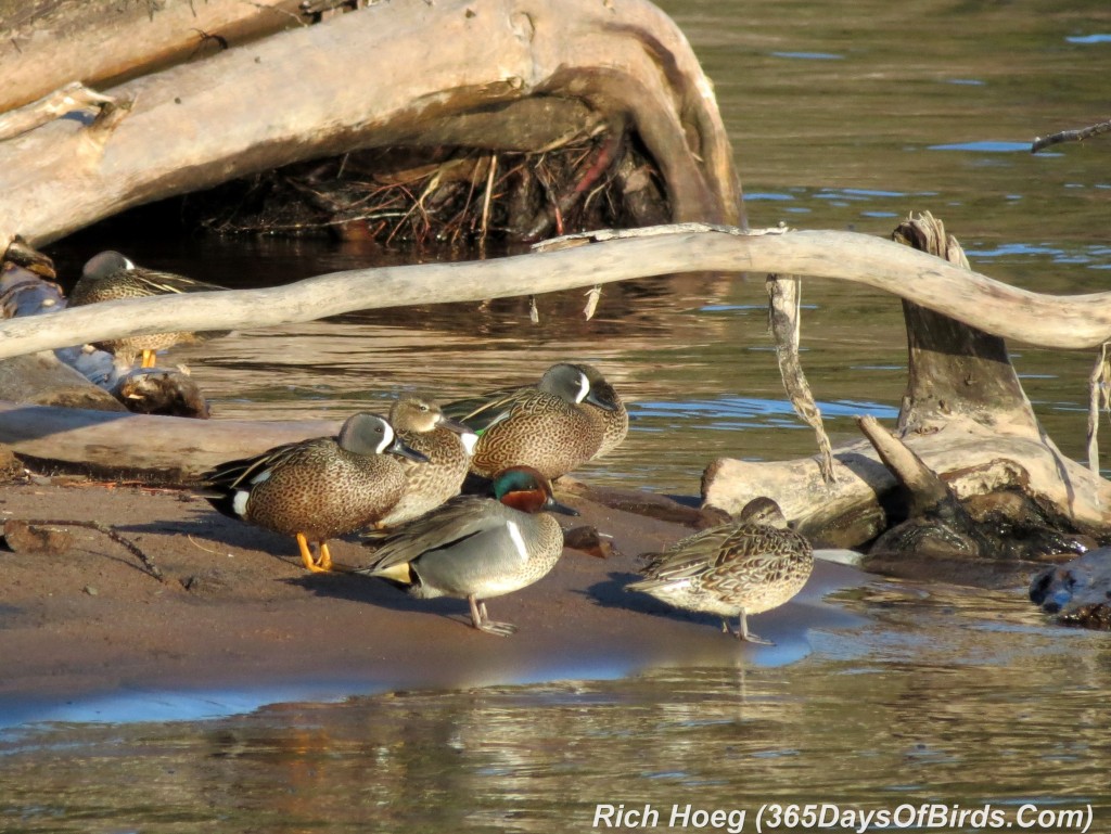 103-Birds-365-Green-Winged-Teals-Resting-2