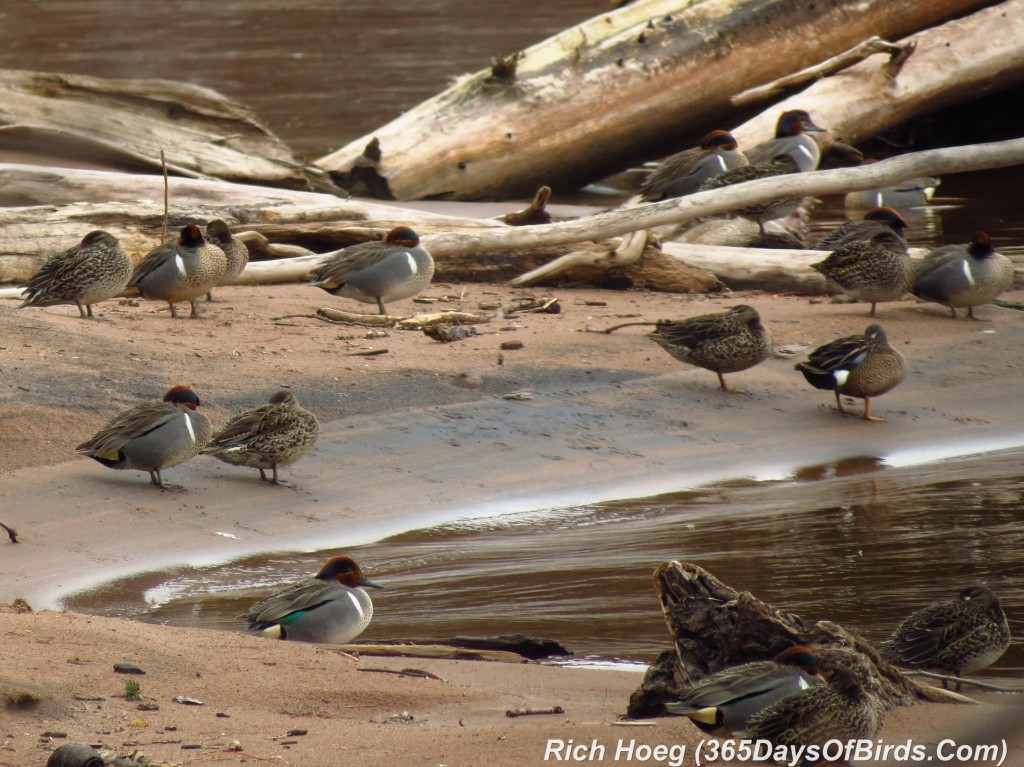 103-Birds-365-Green-Winged-Teals-Resting-3