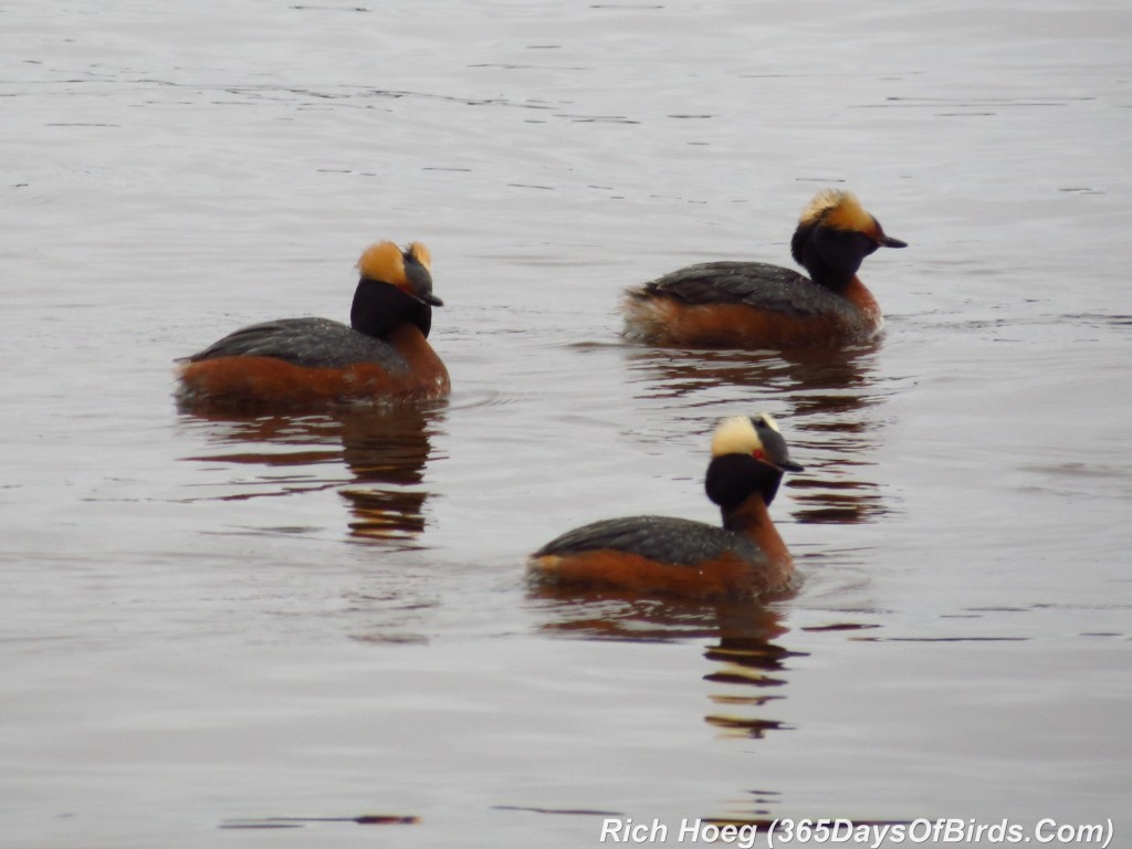 103-Birds-365-Horned-Grebe-1