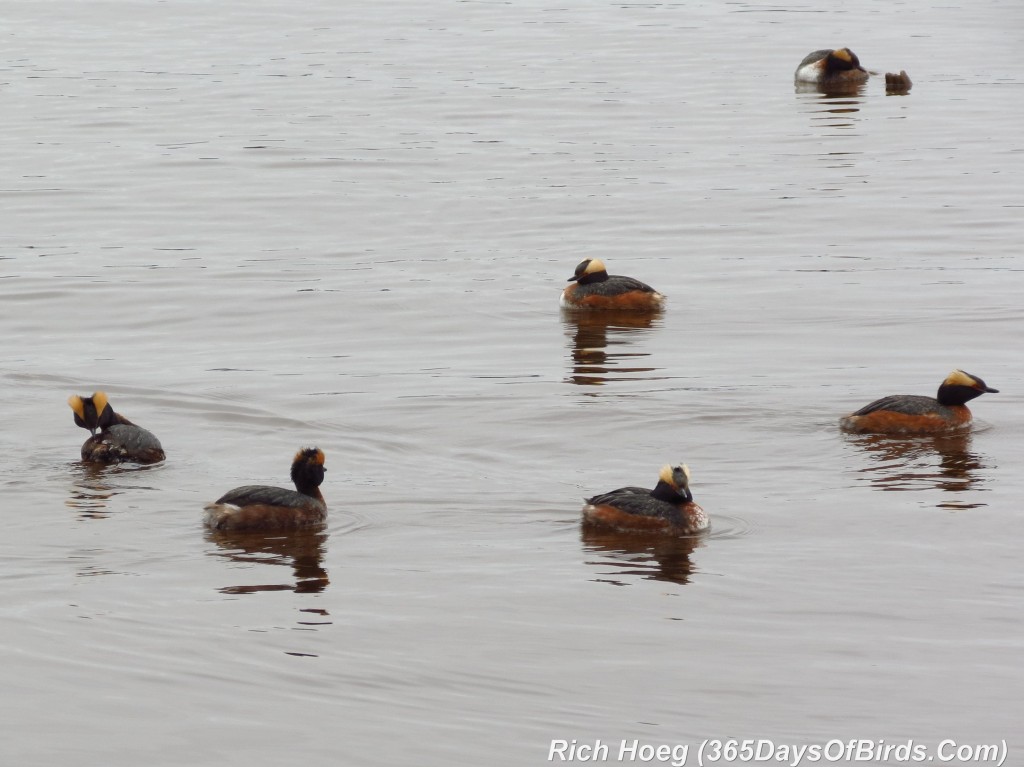 103-Birds-365-Horned-Grebe-2