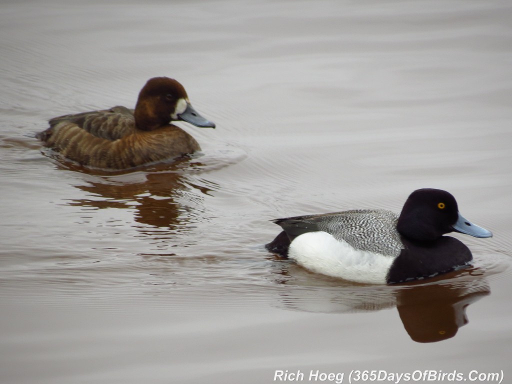 103-Birds-365-Lesser-Scaup-1