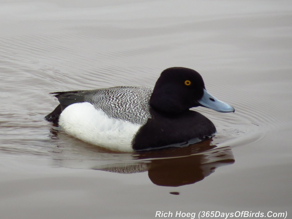 103-Birds-365-Lesser-Scaup-2