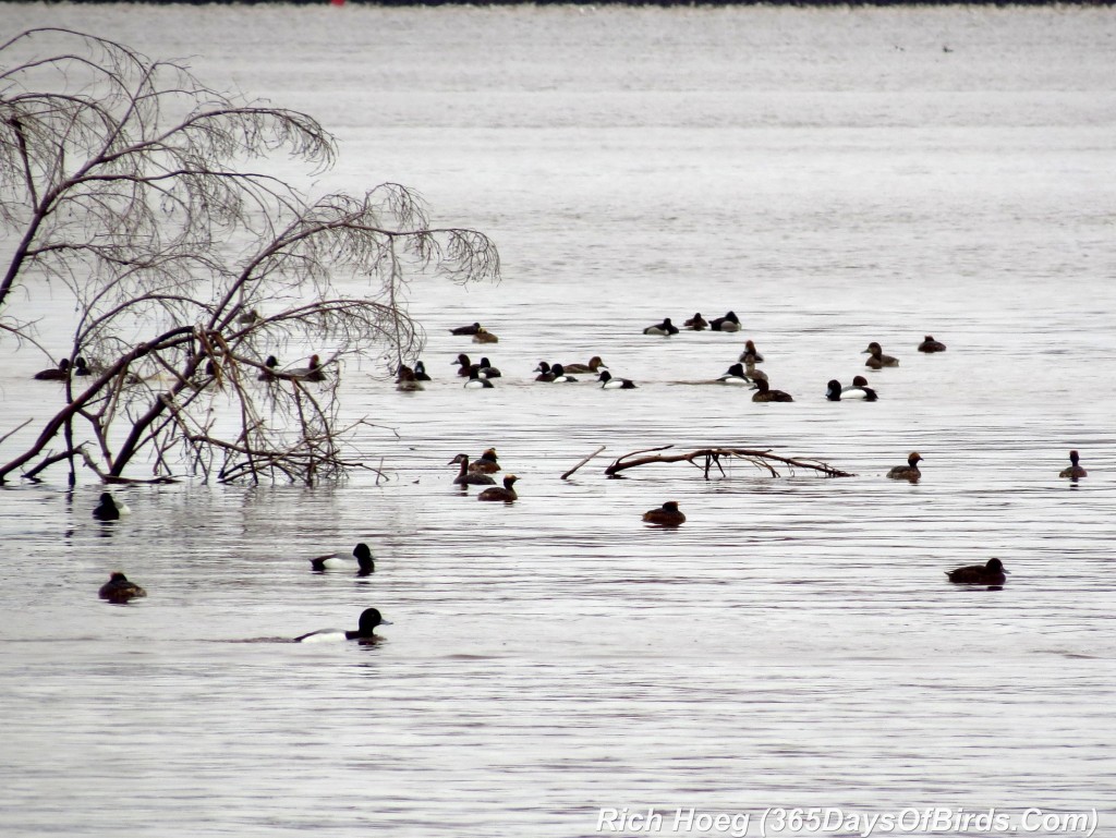 103-Birds-365-Migration-1