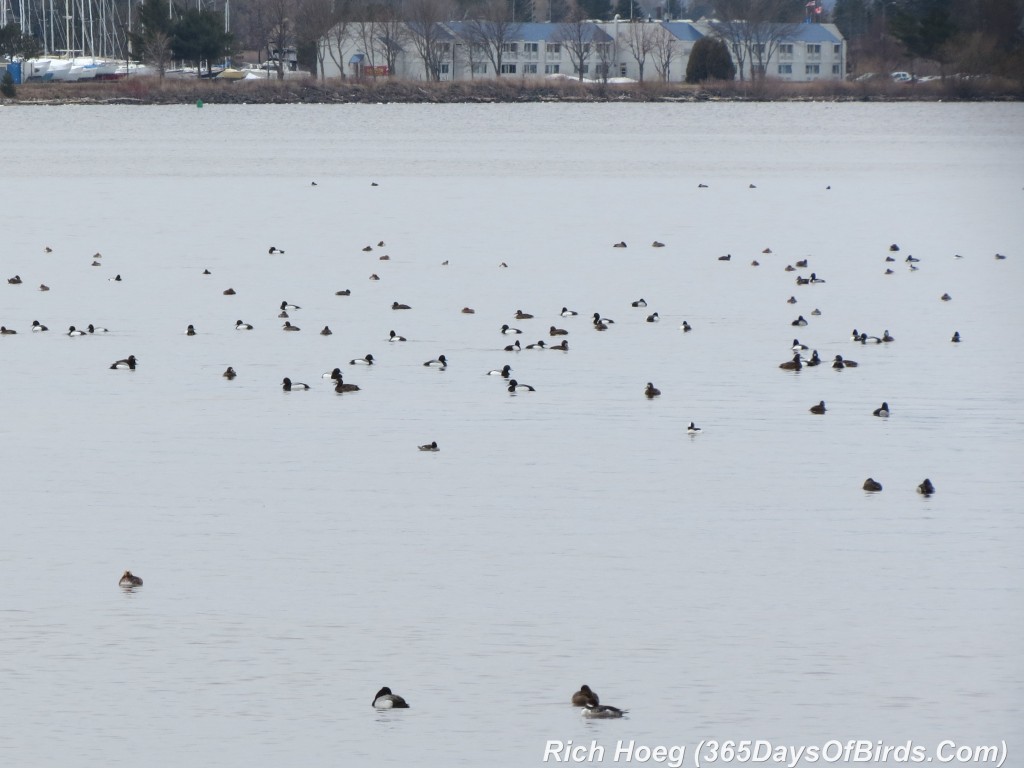 103-Birds-365-Migration-2