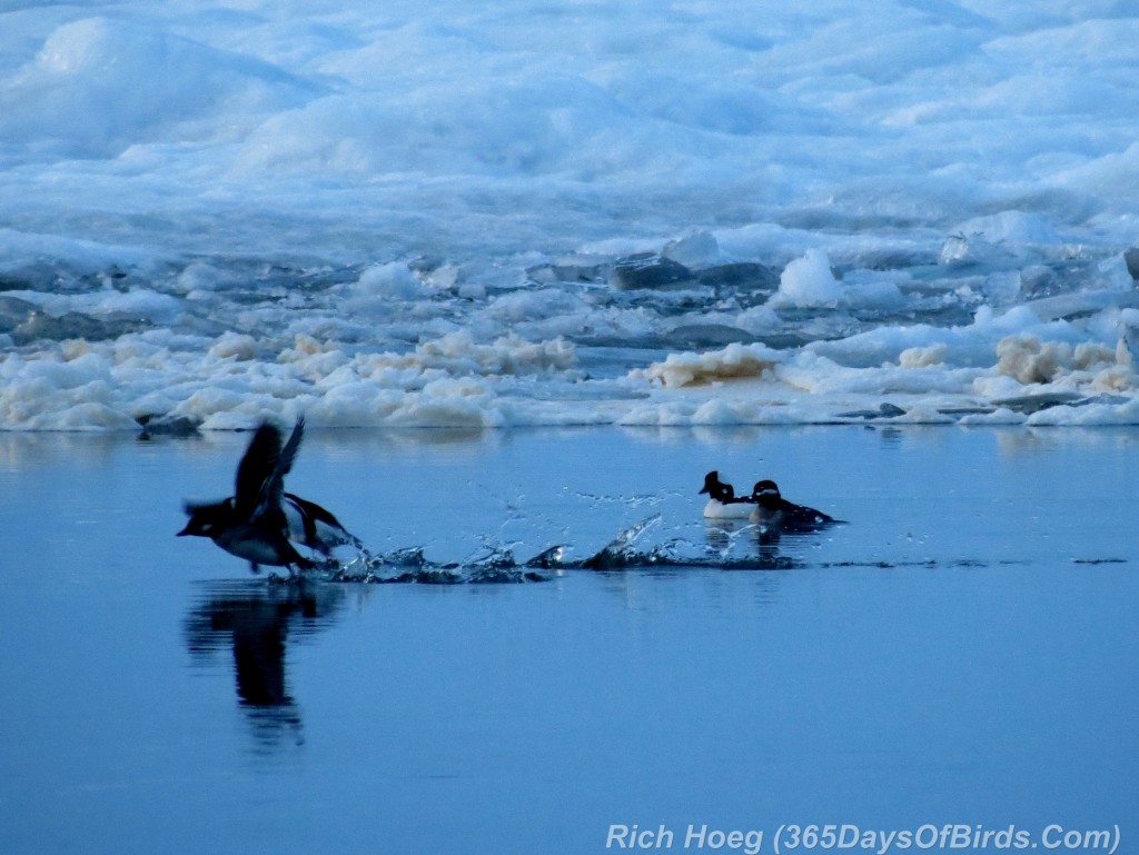 104-Birds-365-Dawn-Patrol