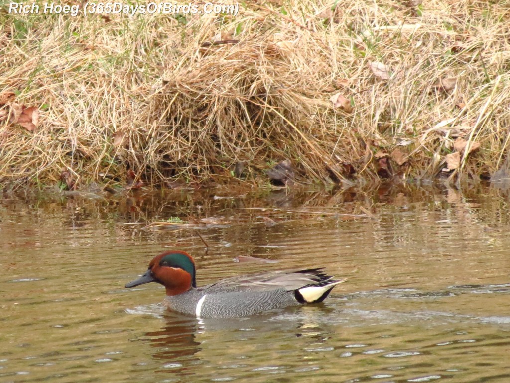 106-Birds-365-Green-Winged-Teal