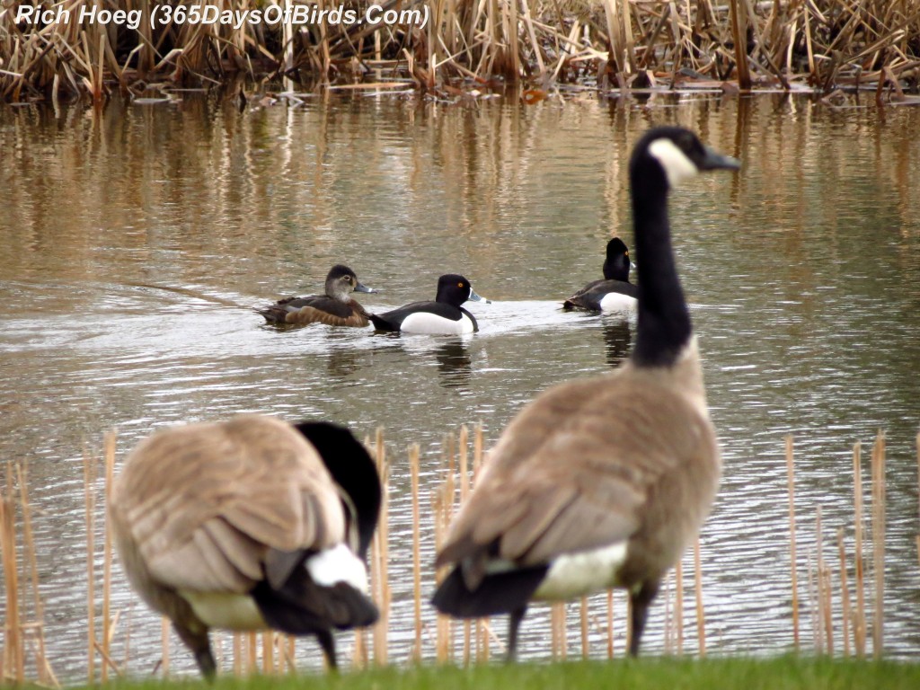 106-Birds-365-Lesser-Scaups-and-Geese
