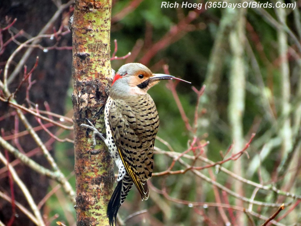 107-Birds-365-Woodpecker-Red-Shafted-Flicker-1