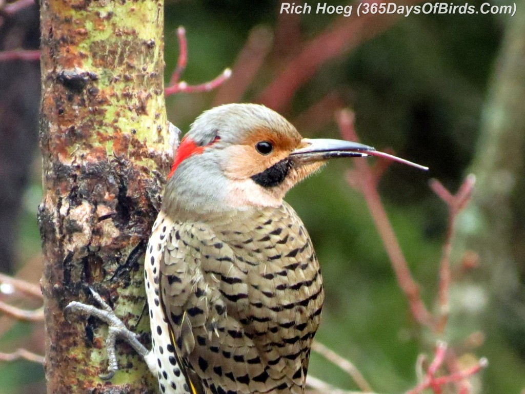 107-Birds-365-Woodpecker-Red-Shafted-Flicker-CloseUp