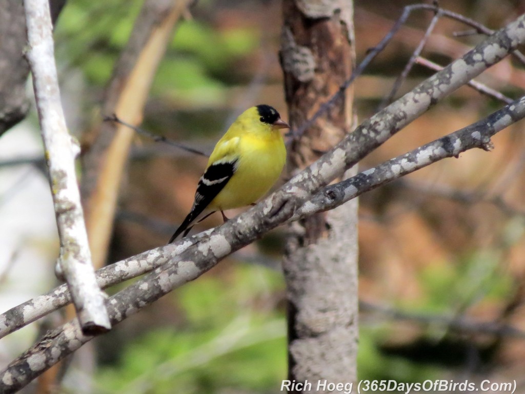 108-Birds-365-Goldfinch