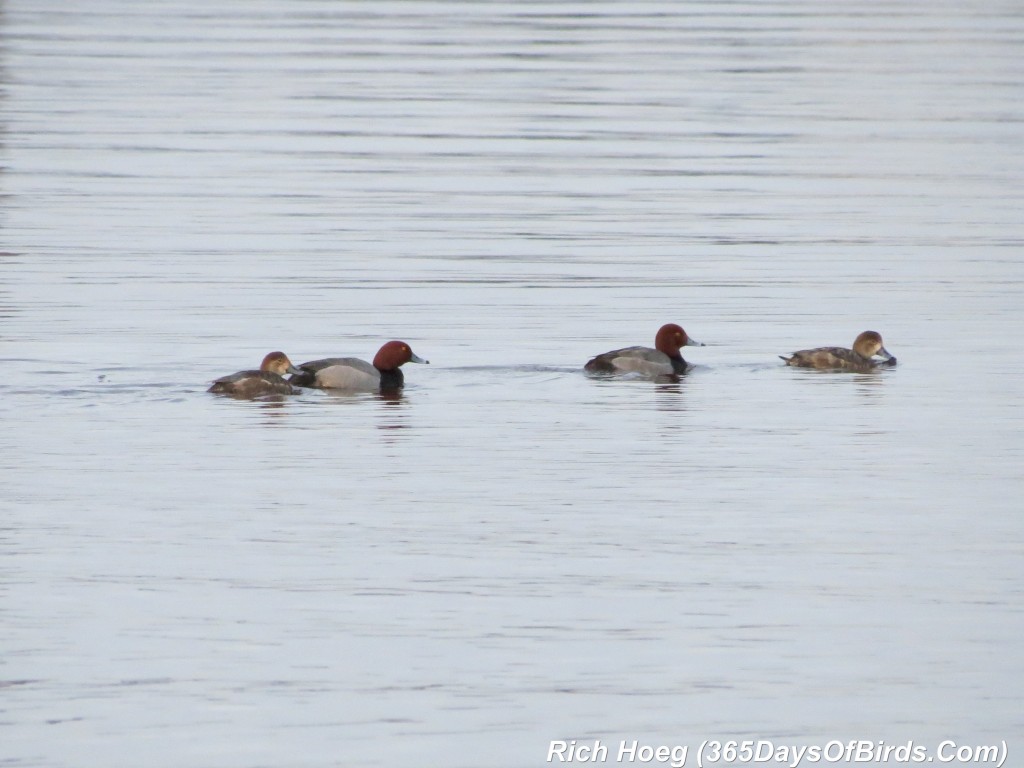 109-Birds-365-Redheads