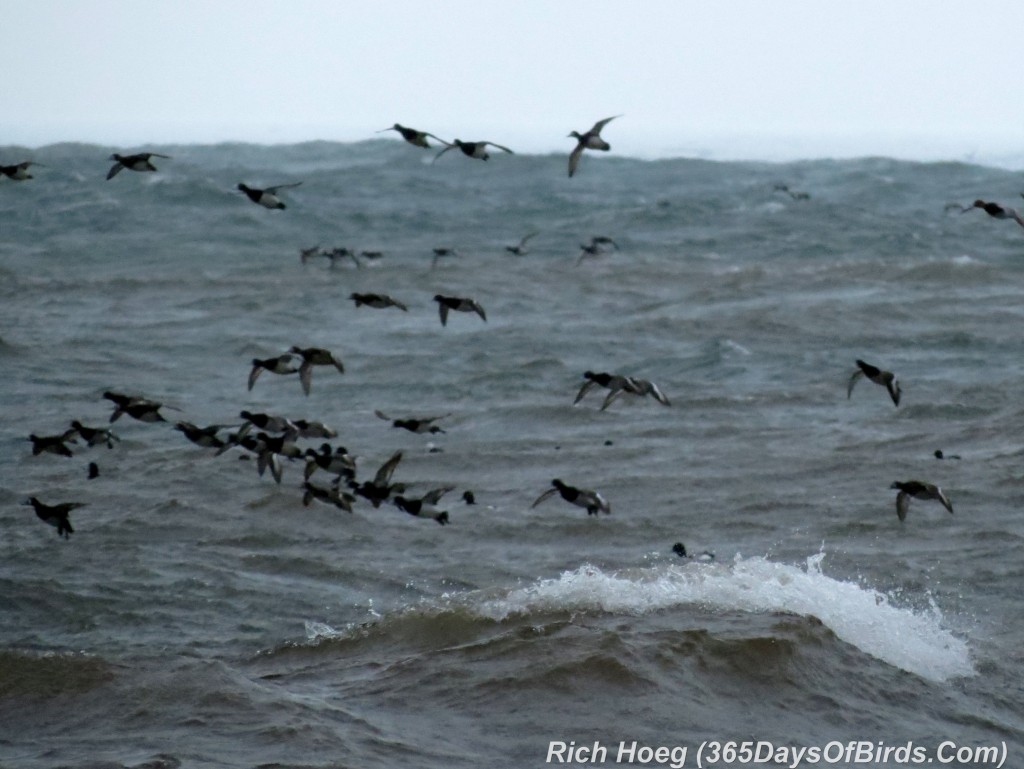 110-Birds-365-Surfing-Redheads-1