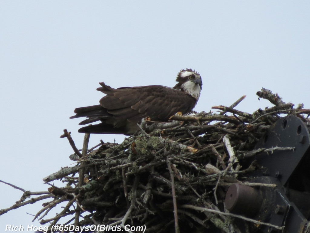 111-Birds-365-Bad-Hair-Day-Osprey