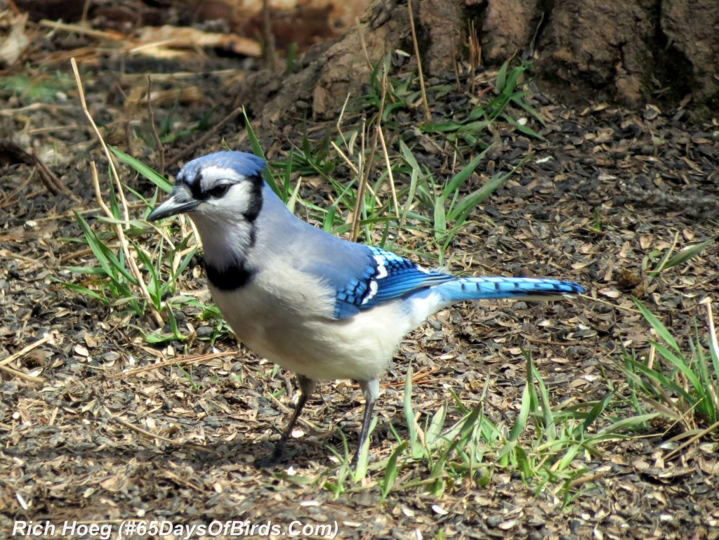 111-Birds-365-Blue-Jay-Day-1