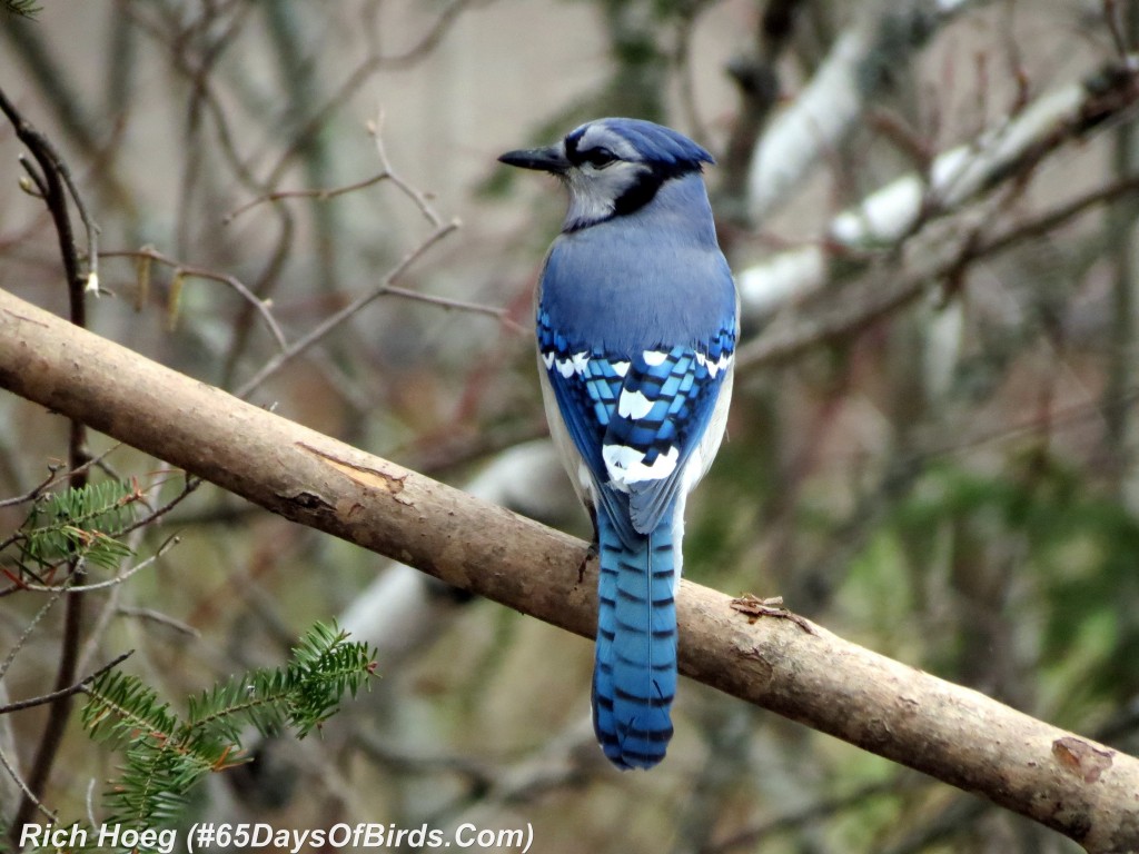 111-Birds-365-Blue-Jay-Day-2