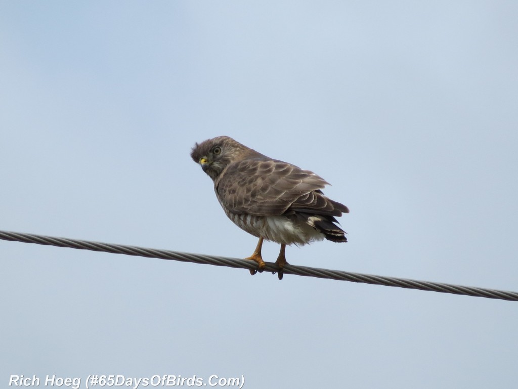 111-Birds-365-Broad-Shouldered-Hawk