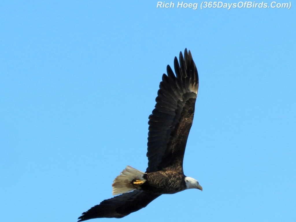 112-Birds-365-Bald-Eagle-Flying