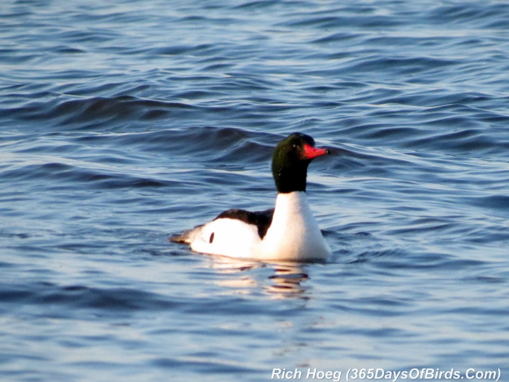 112-Birds-365-Common-Merganser