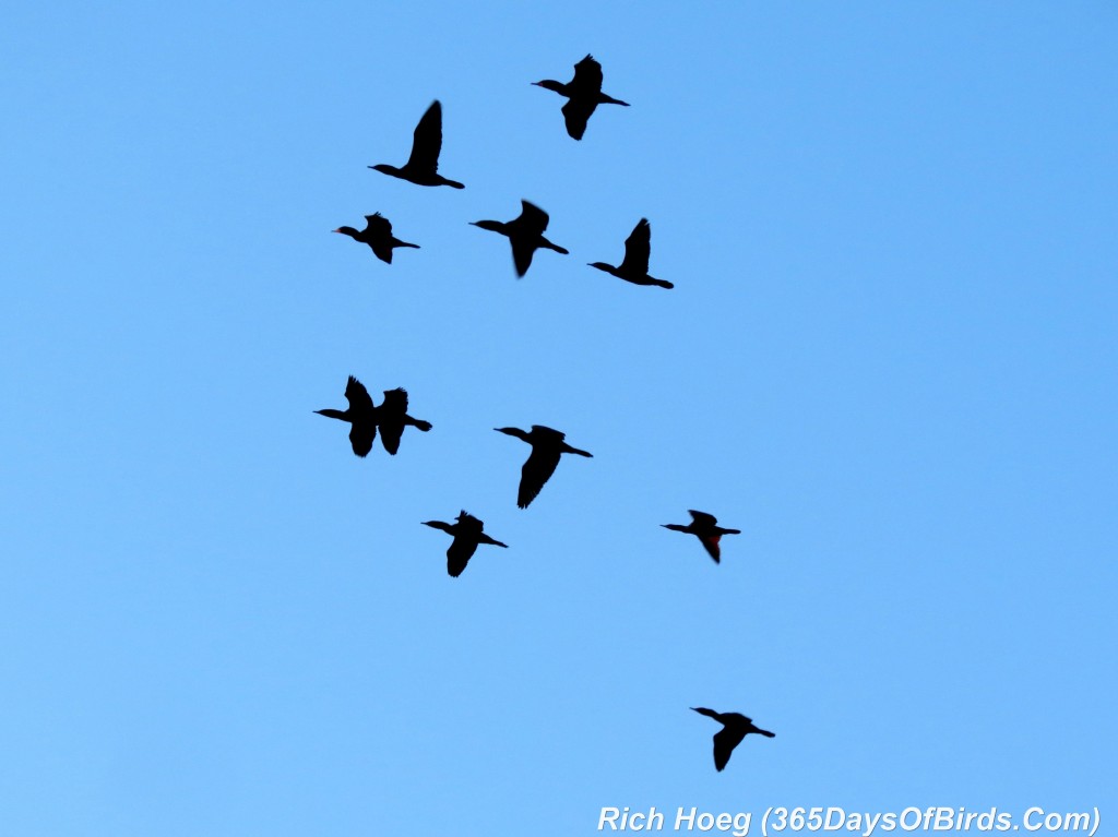 112-Birds-365-Cormorant-Flock