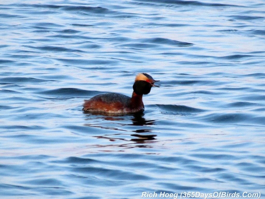 112-Birds-365-Horned-Grebe-Calling