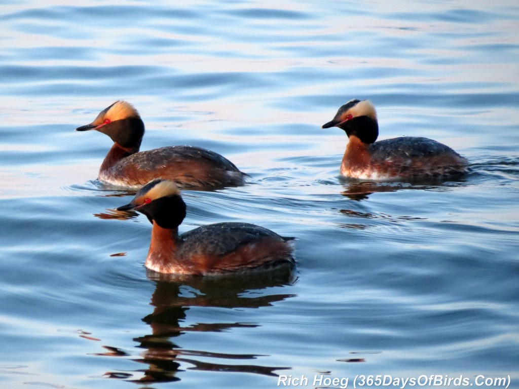 112-Birds-365-Horned-Grebe-Trio