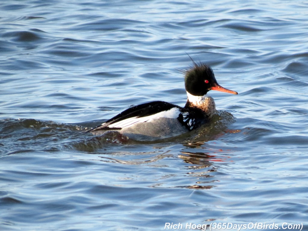 112-Birds-365-Red-Breasted-Merganser