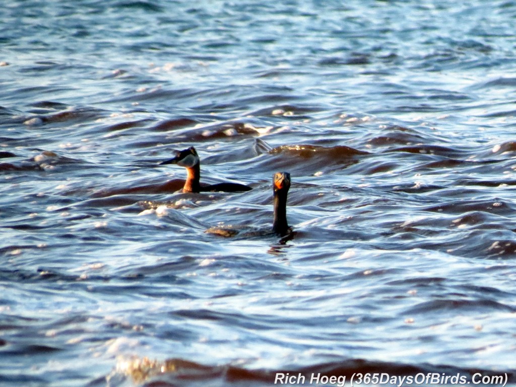 112-Birds-365-Red-Necked-Grebe-and-Cormorant