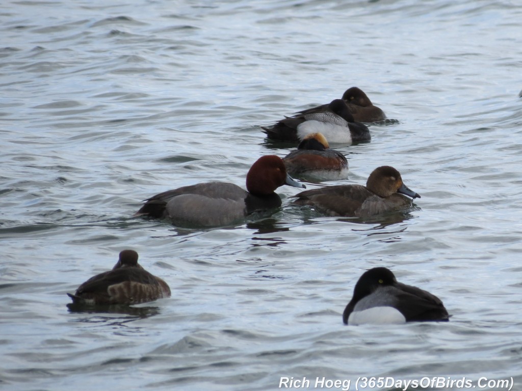 112-Birds-365-Redhead-Ducks-Couple-In-Flock