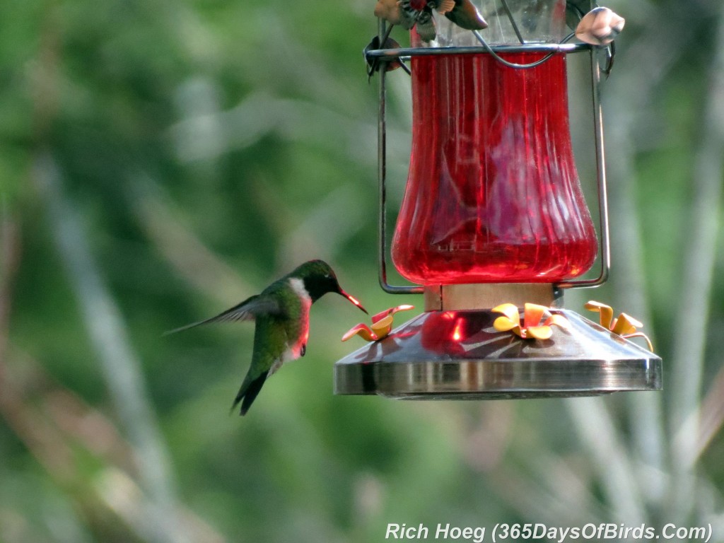 112-Birds-365-Ruby-Throated-Hummingbird