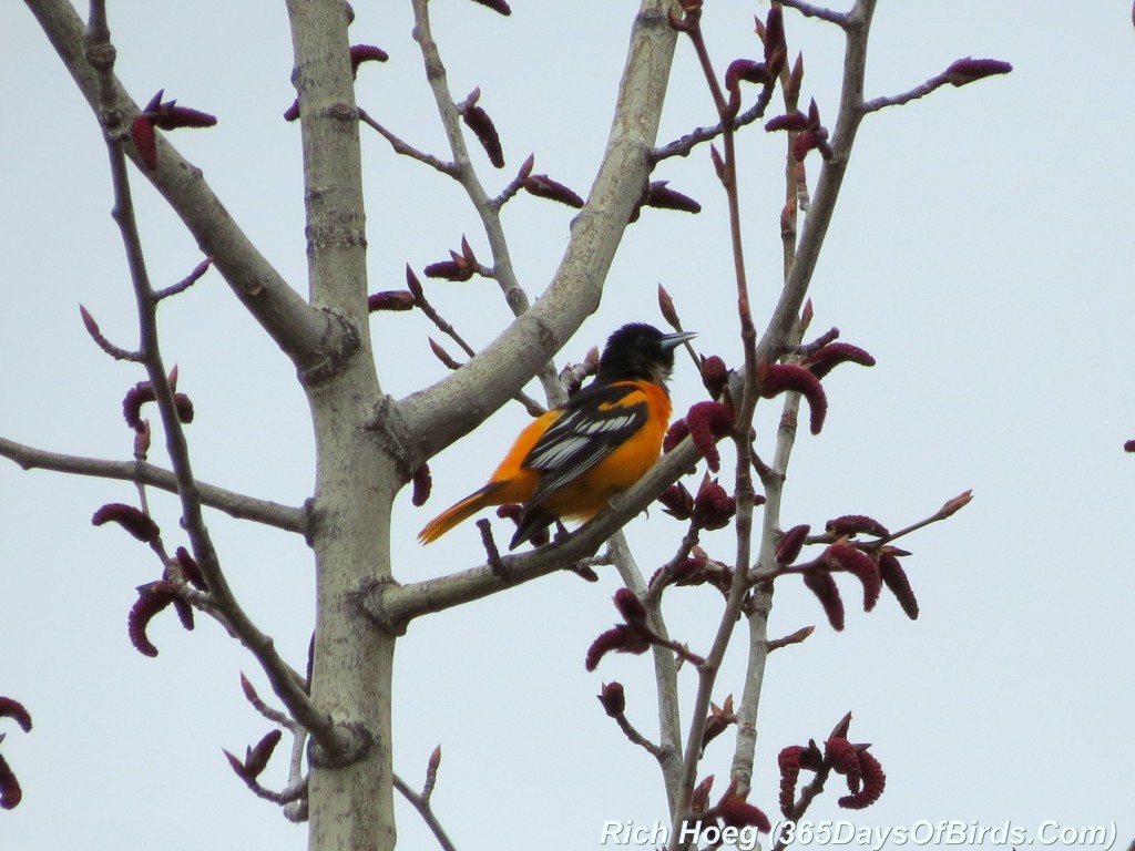 113-Birds-365-Baltimore-Oriole