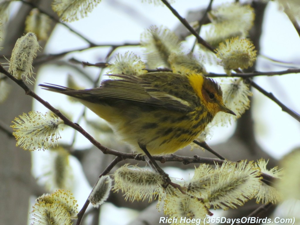 113-Birds-365-Cape-May-Warbler-1