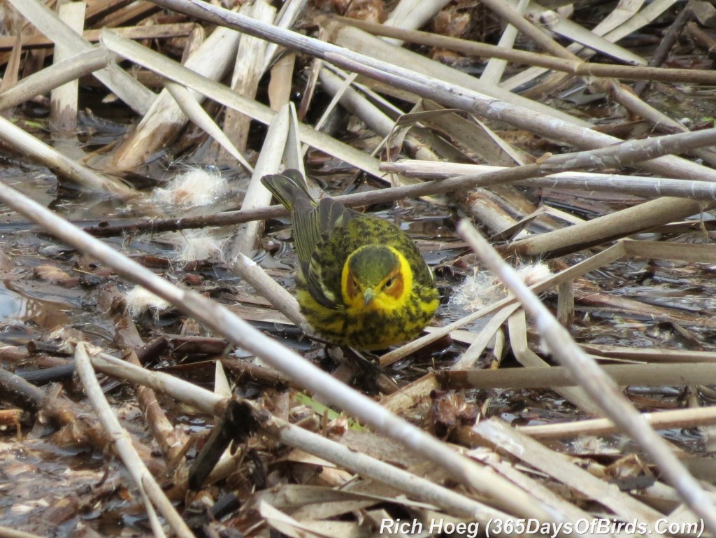 113-Birds-365-Cape-May-Warbler-2