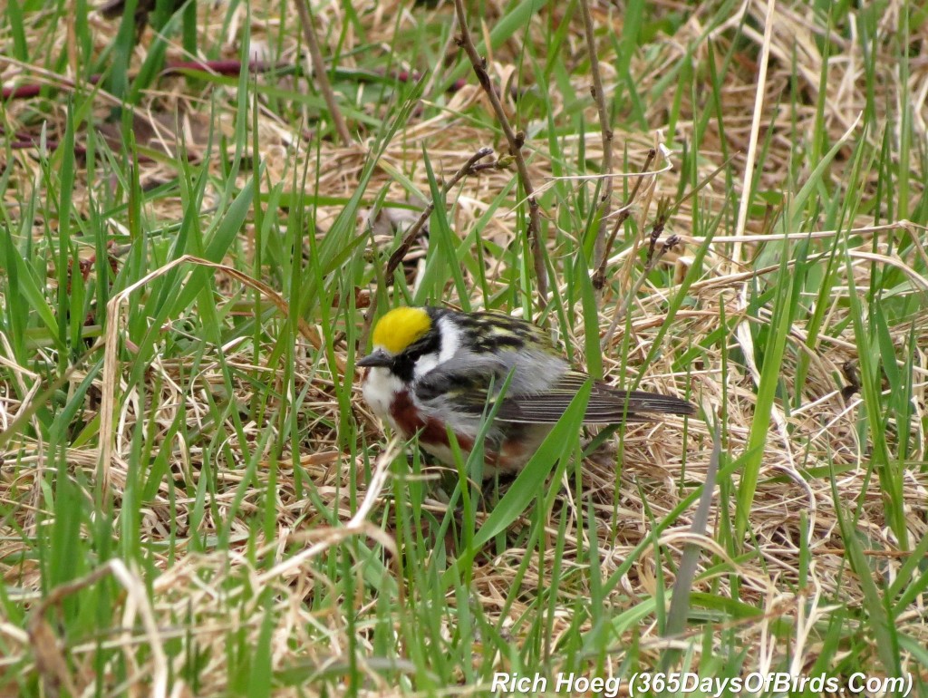 113-Birds-365-Chestnut-Sided-Warbler