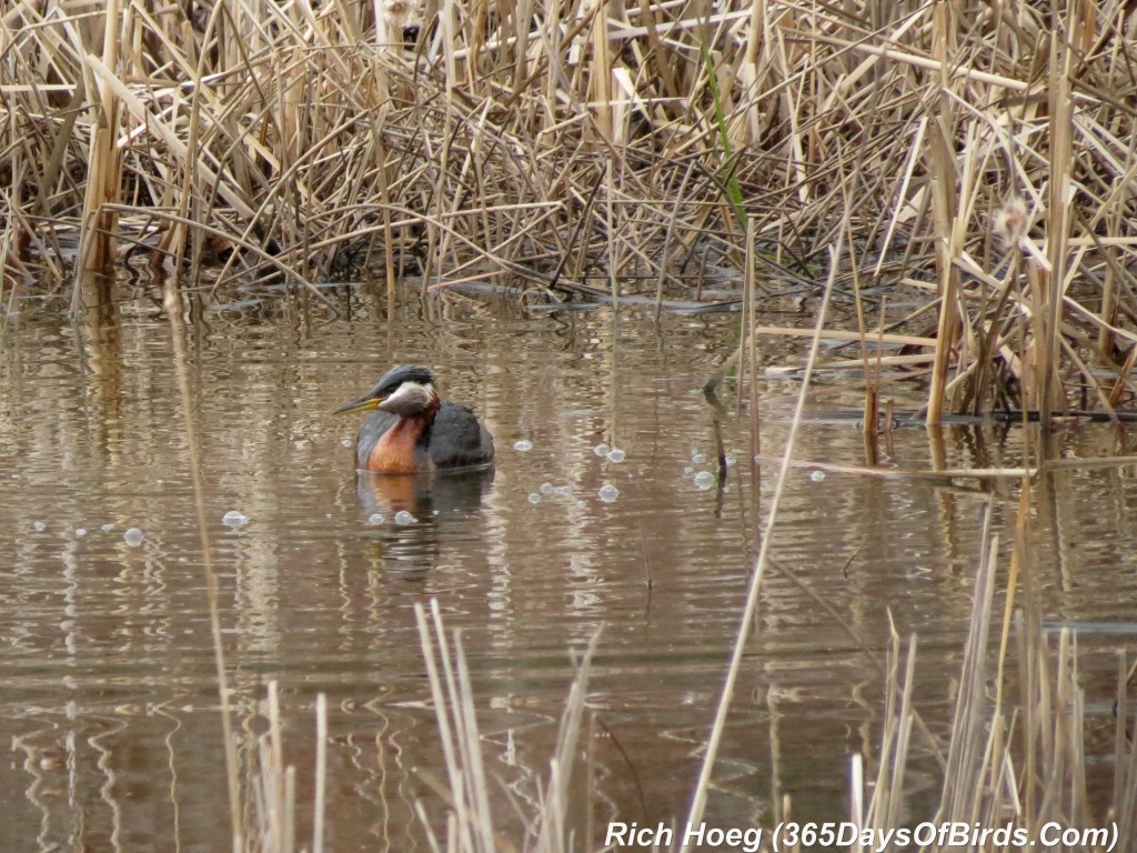 113-Birds-365-Red-Necked-Grebe