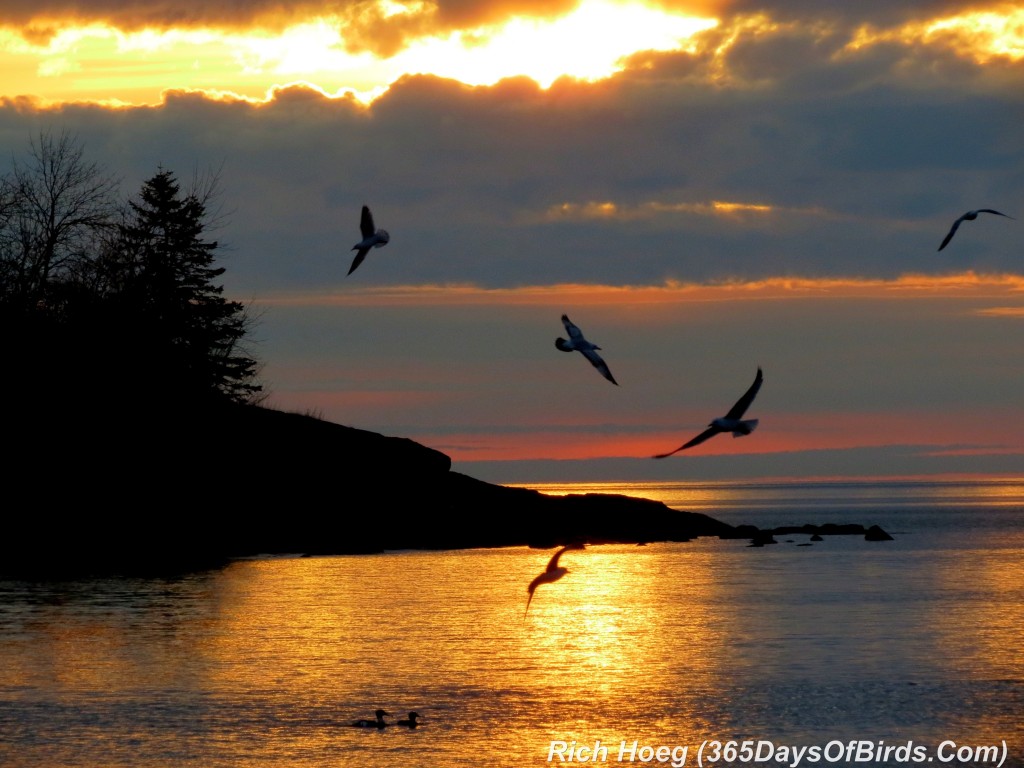 114-Birds-365-Lester-Sunrise-2