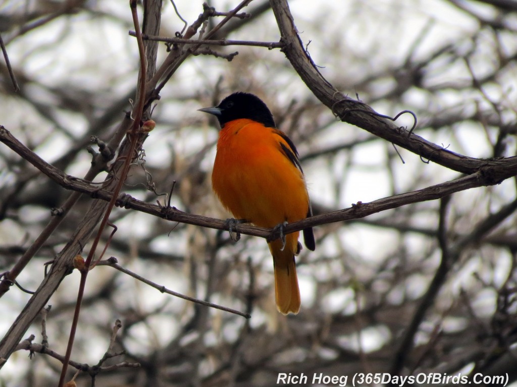 114-Birds-365-Luce-Line-Oriole